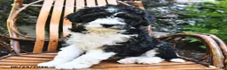 Mini Bernedoodle dogs for sale: Moonshine - Ad 4