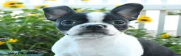 Boston Terrier dogs for sale: Cherie - Ad 3