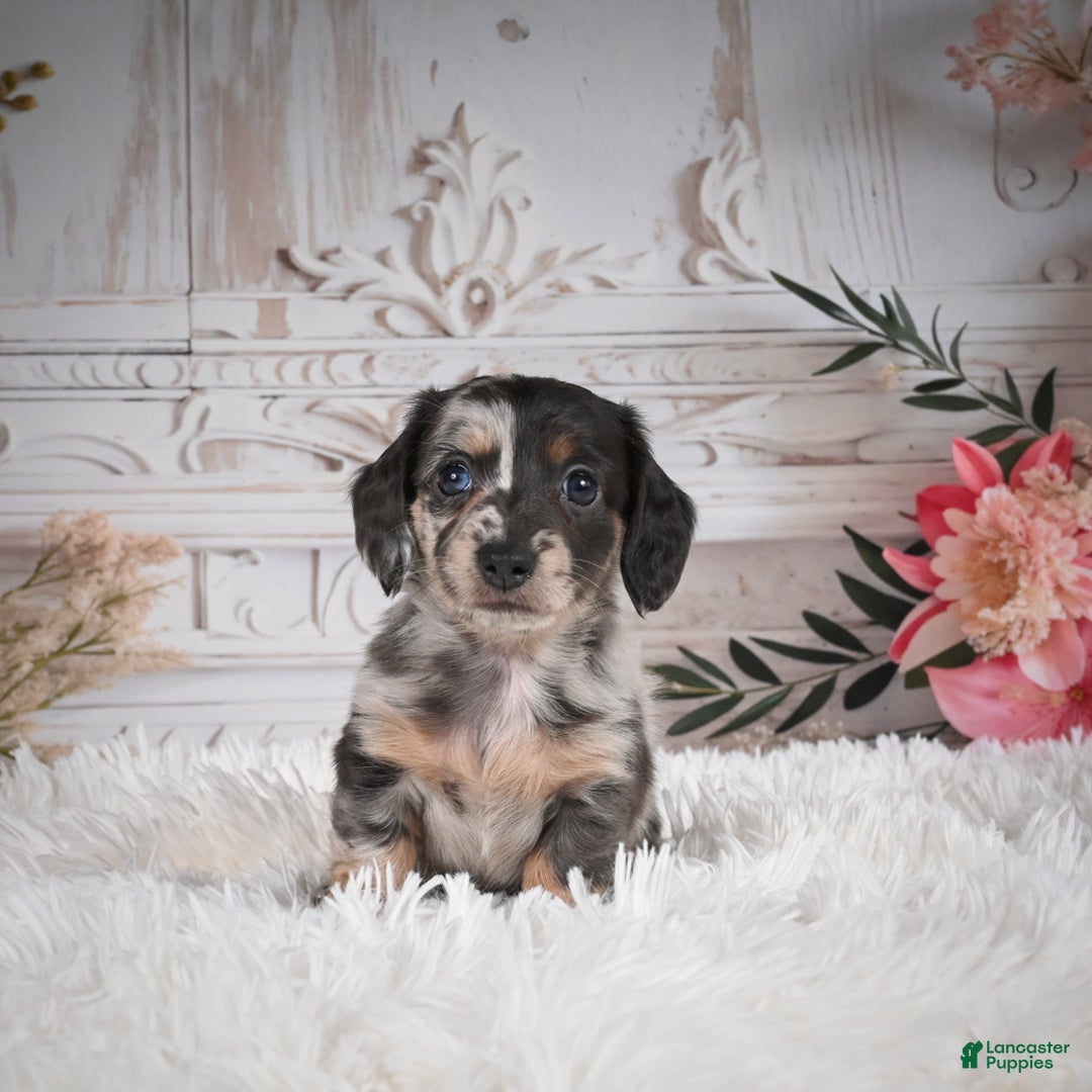 Miniature Dachshund dogs for sale: Precious-AKC - Ad 10