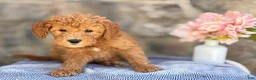 Goldendoodle dogs for sale: Mochi - Ad 3