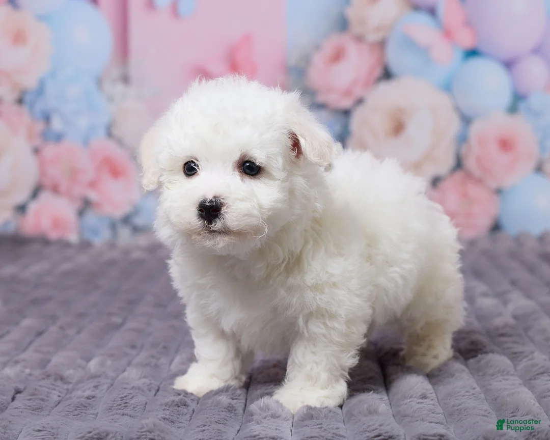 Bichon Frise dogs for sale: Oscar - Ad 5