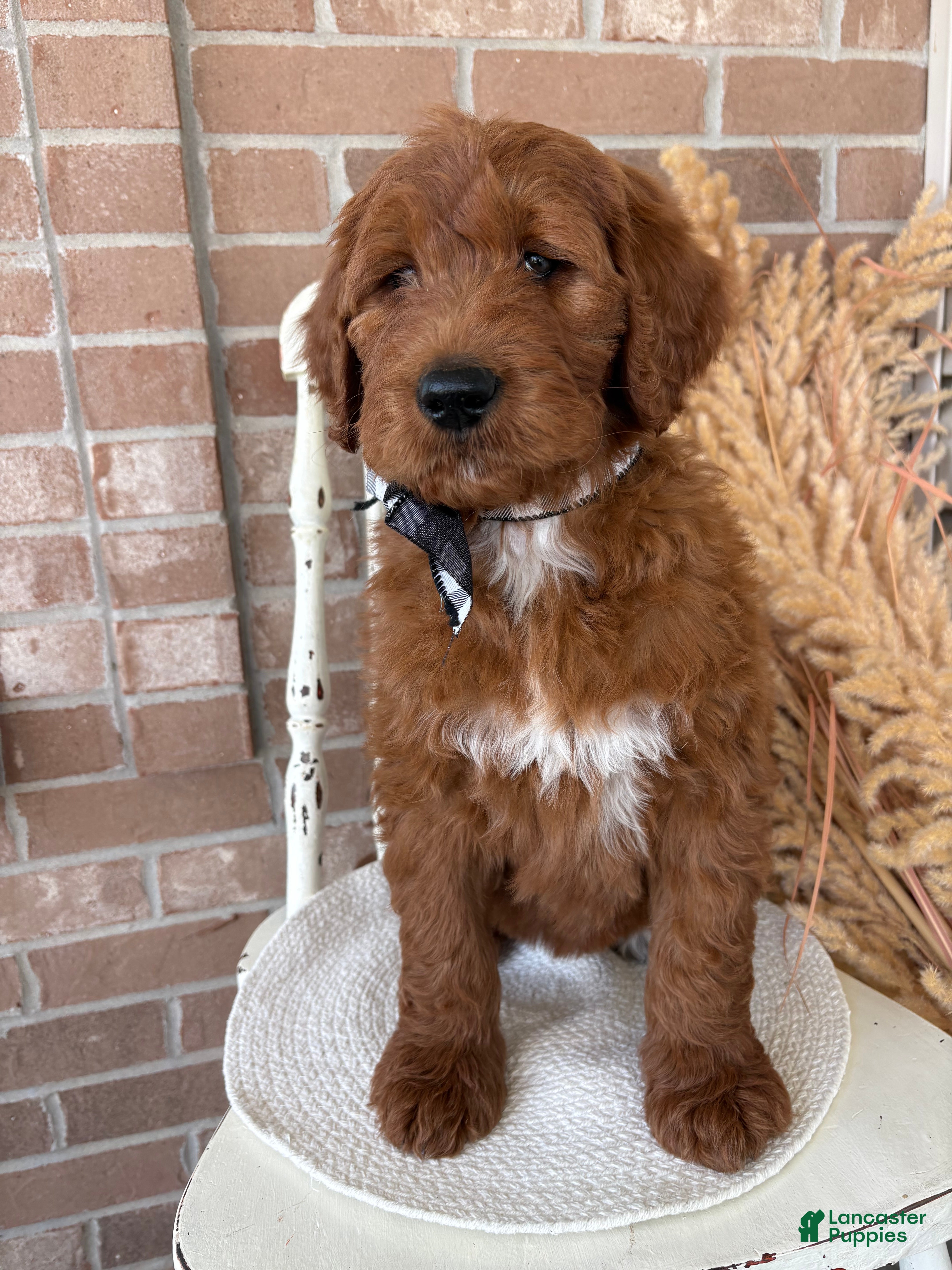 Goldendoodle dogs Cedar - Ad 1