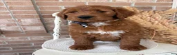 Goldendoodle dogs for sale: Cedar❤️RESERVED🐾 - Ad 1