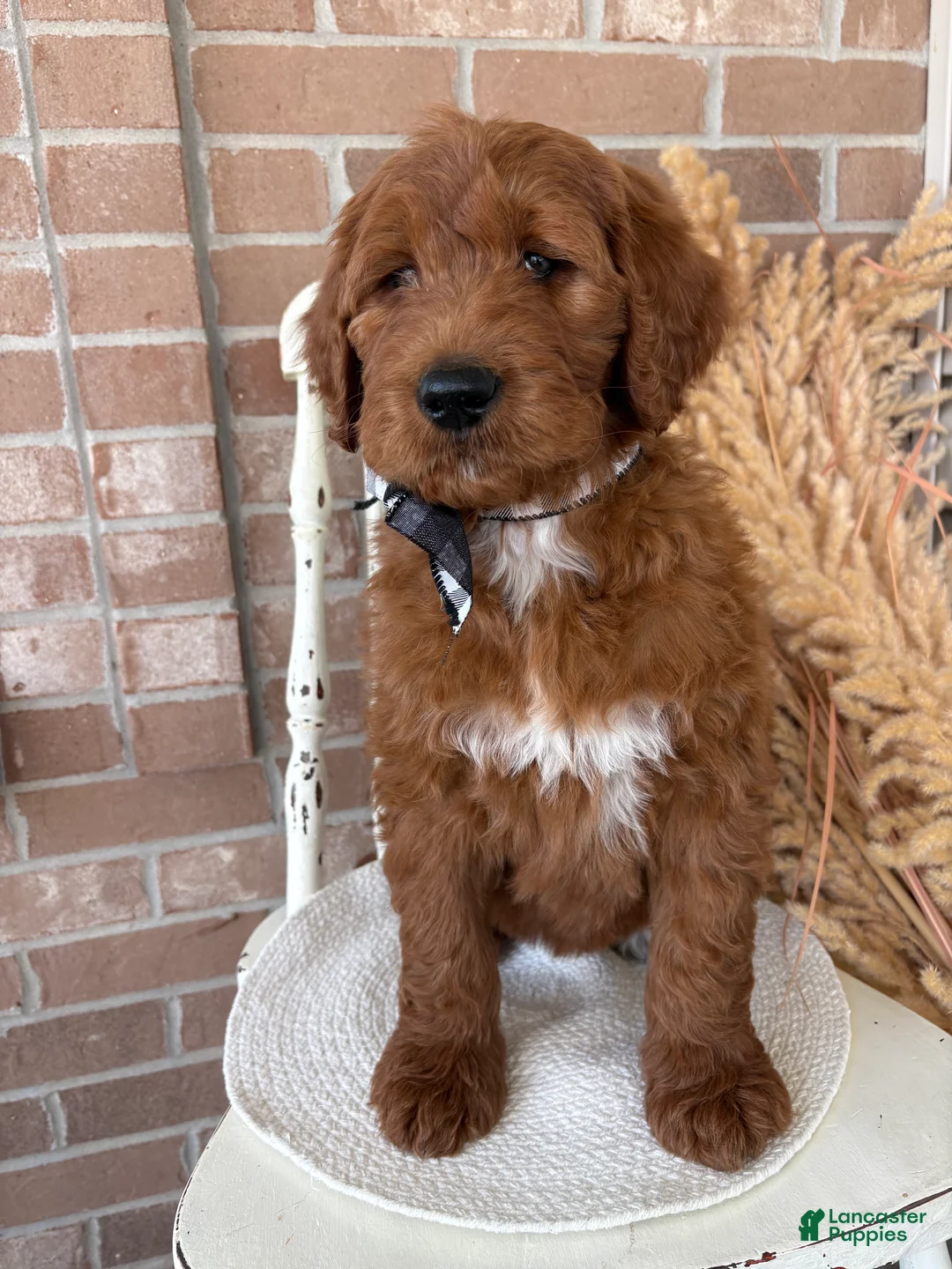 Goldendoodle dogs for sale: Cedar❤️RESERVED🐾 - Ad 1