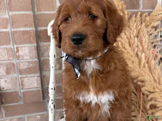 Goldendoodle dogs for sale: Cedar❤️RESERVED🐾 - Ad 2