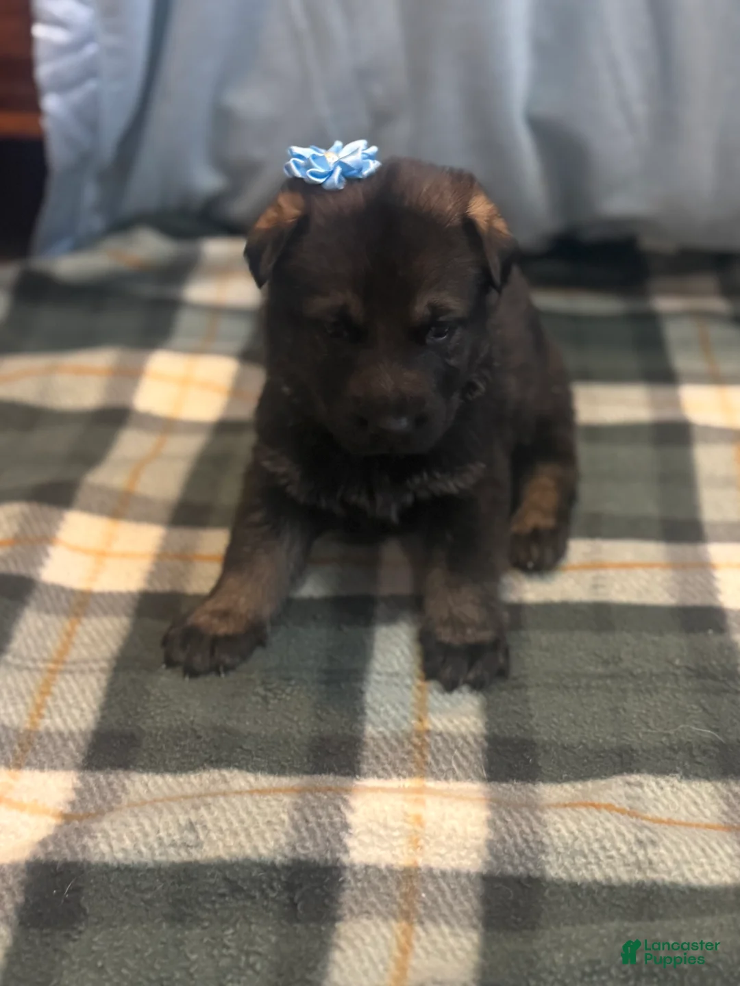 German Shepherd dogs for sale: Lexus - Ad 2