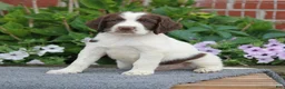 English Springer Spaniel dogs for sale: Trooper - Ad 4