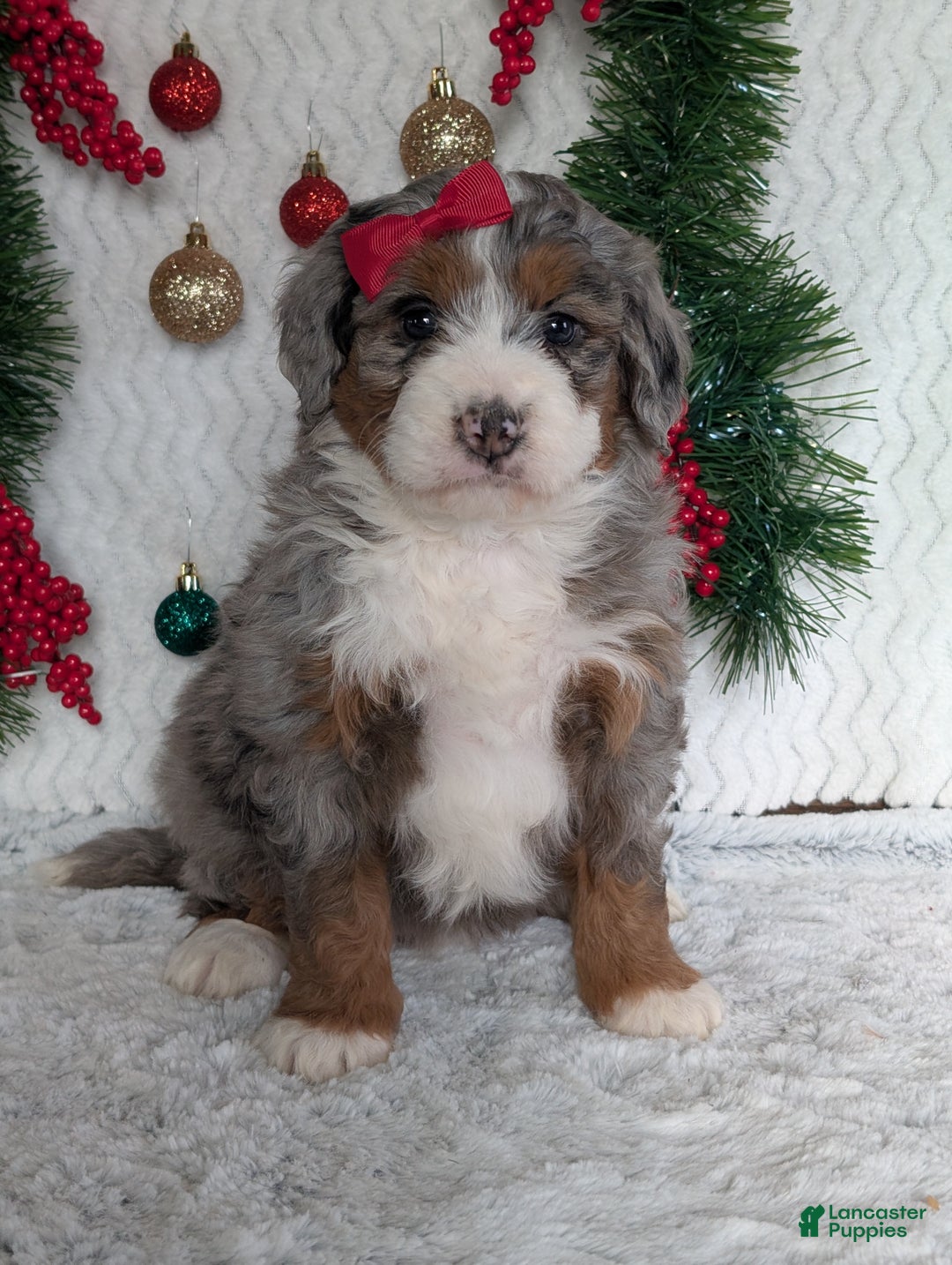 Mini Bernedoodle dogs for sale: Mini Opal  - Ad 26