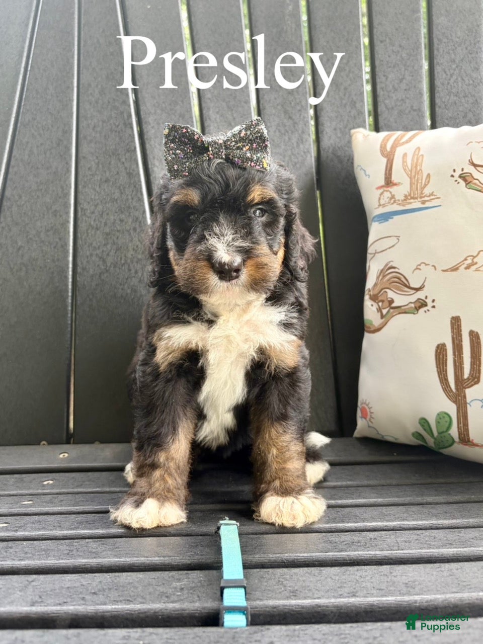 Bernedoodle dogs Presley - Ad 2