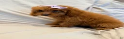 Miniature Poodle dogs for sale: Millie- Genetically health tested Parents/Potty Training - Ad 6