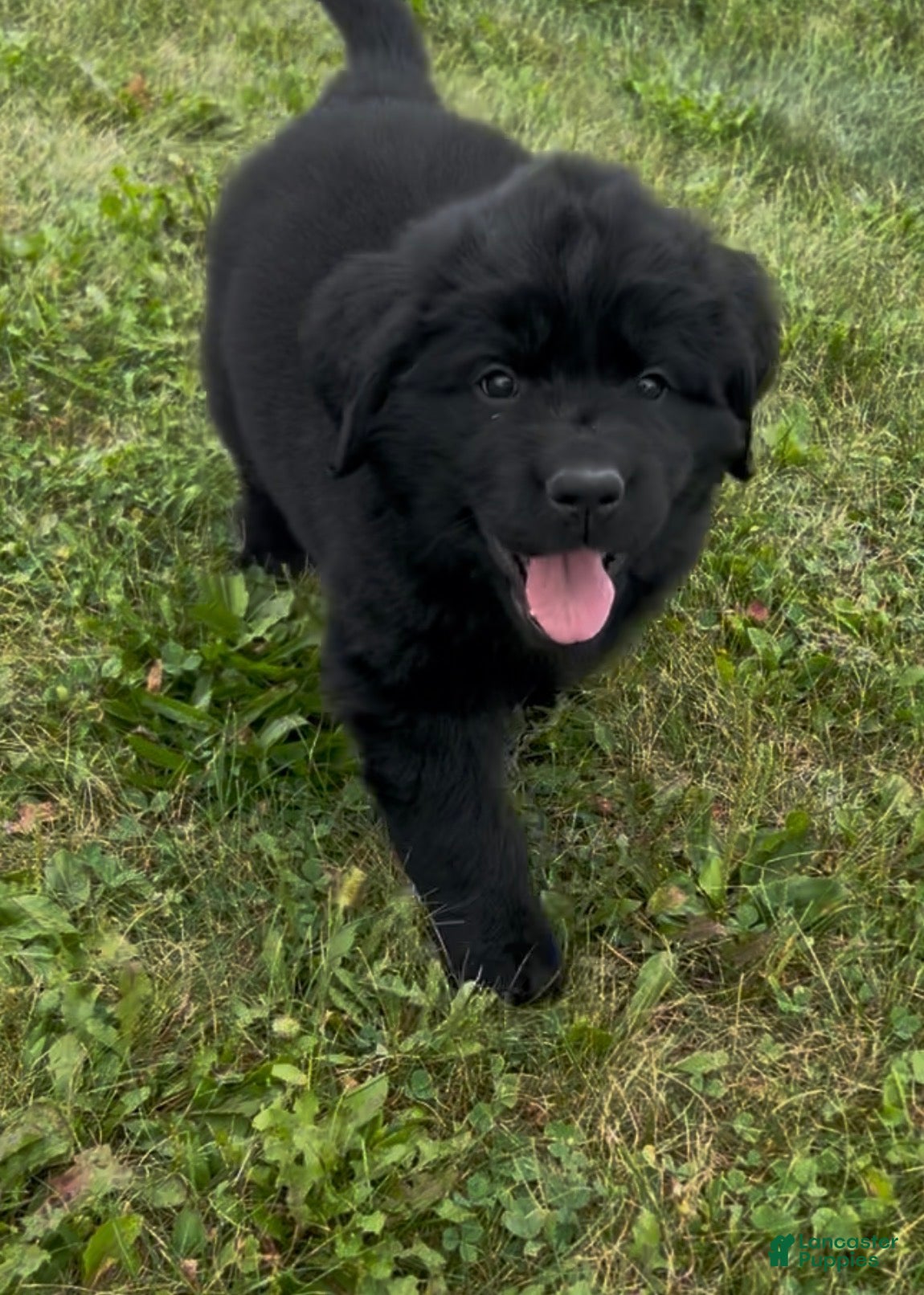 Newfoundland dogs Eve - Ad 20