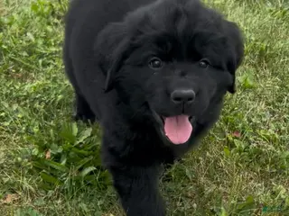 Newfoundland dogs Eve - Ad 20
