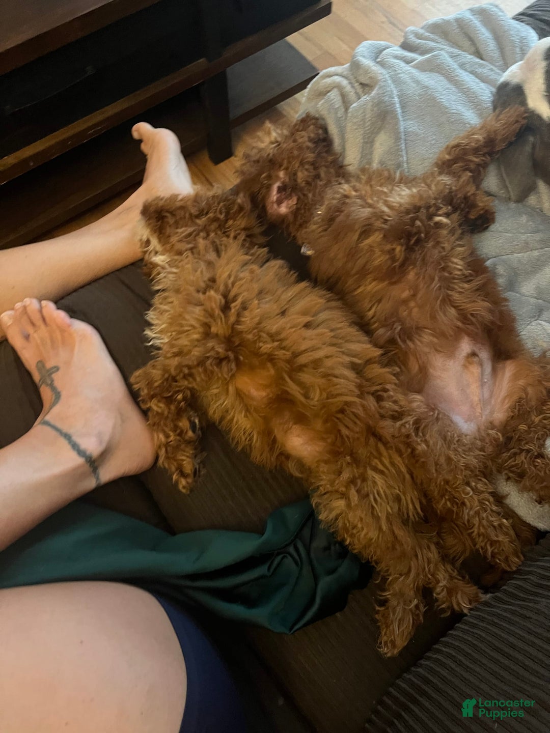 Gallery Image {{count}}