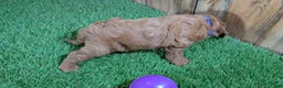 Cavapoo dogs for sale: Sadie Girl 1  - Ad 6