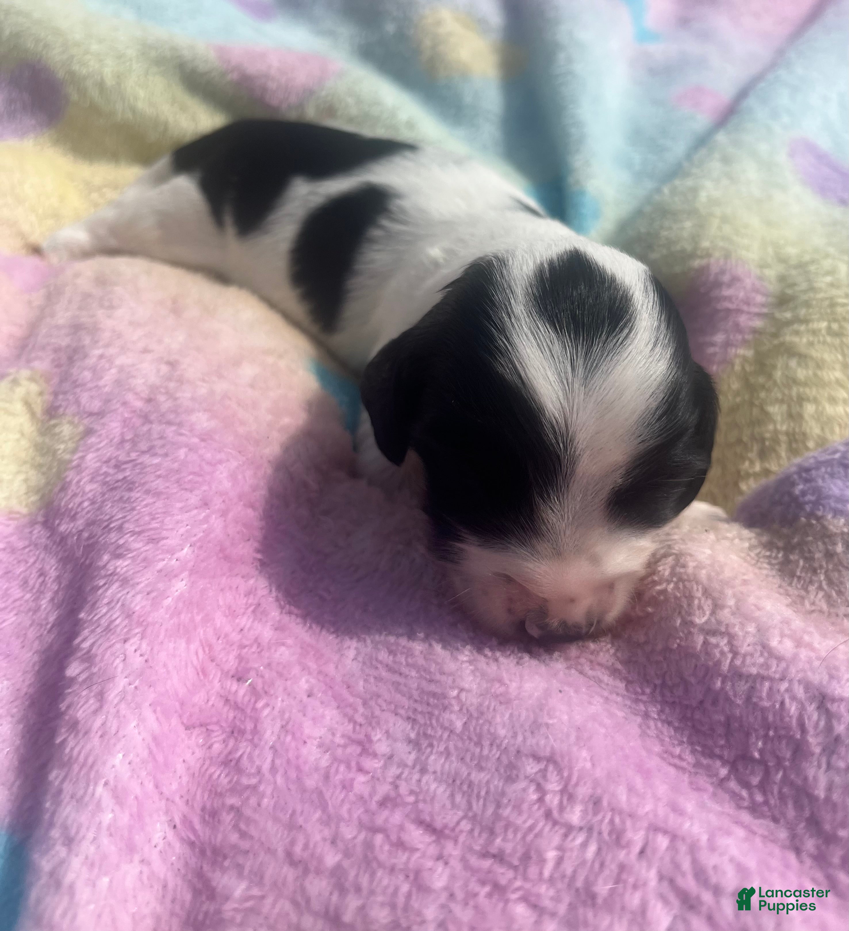 Miniature Dachshund dogs Dewdrop - Ad 2
