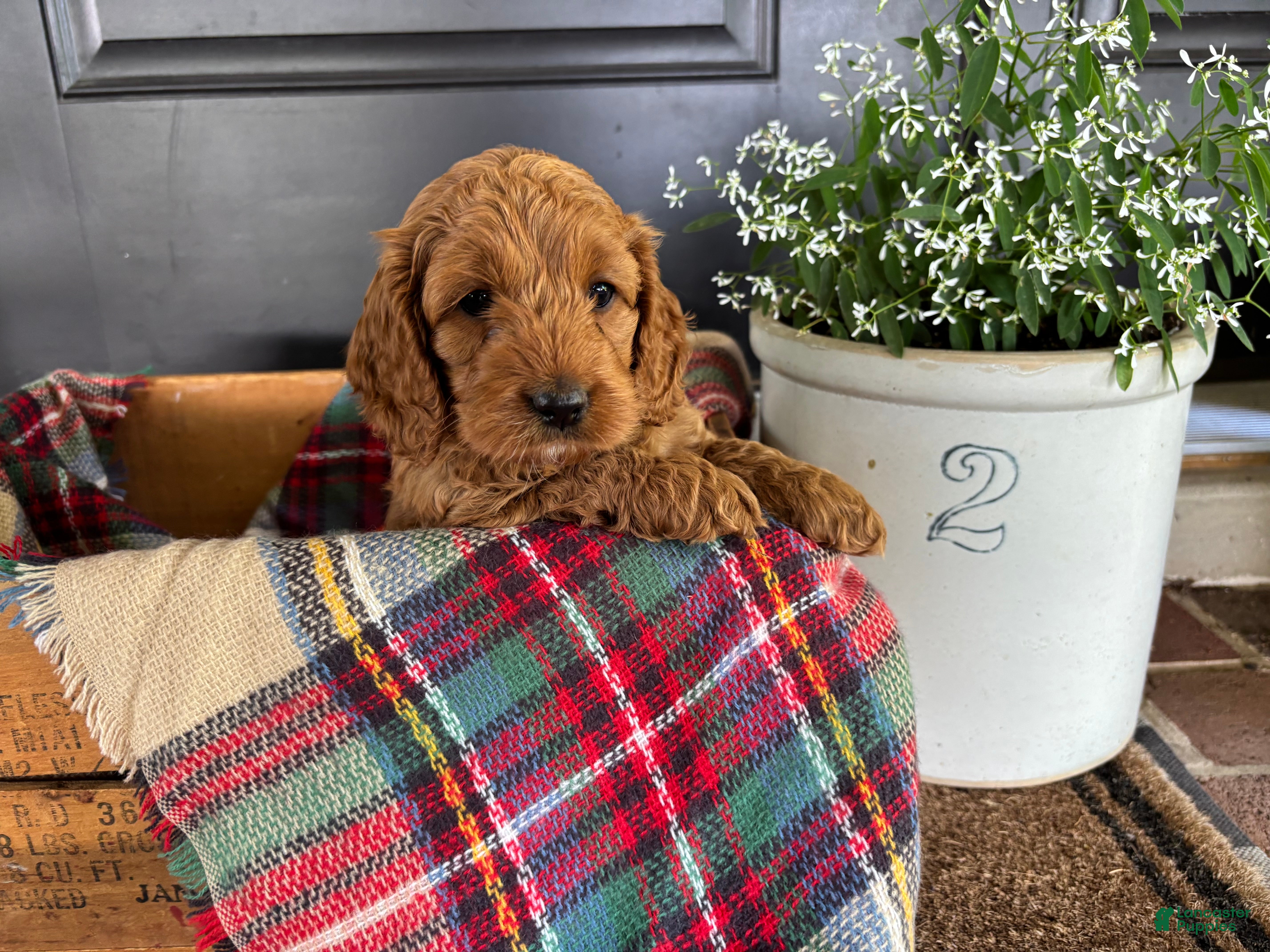 Cockapoo dogs for sale: Timber - Ad 2