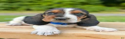 Basset Hound dogs for sale: Oscar - Ad 24
