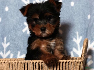Yorkshire Terrier dogs Amber - Ad 11
