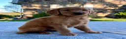 Golden Retriever dogs for sale: Luke - Ad 2