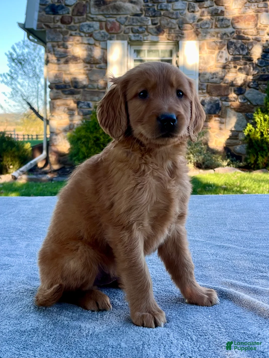 Golden Retriever dogs for sale: Luke - Ad 2