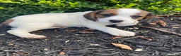Mixed Breed dogs for sale: Jo - Ad 3