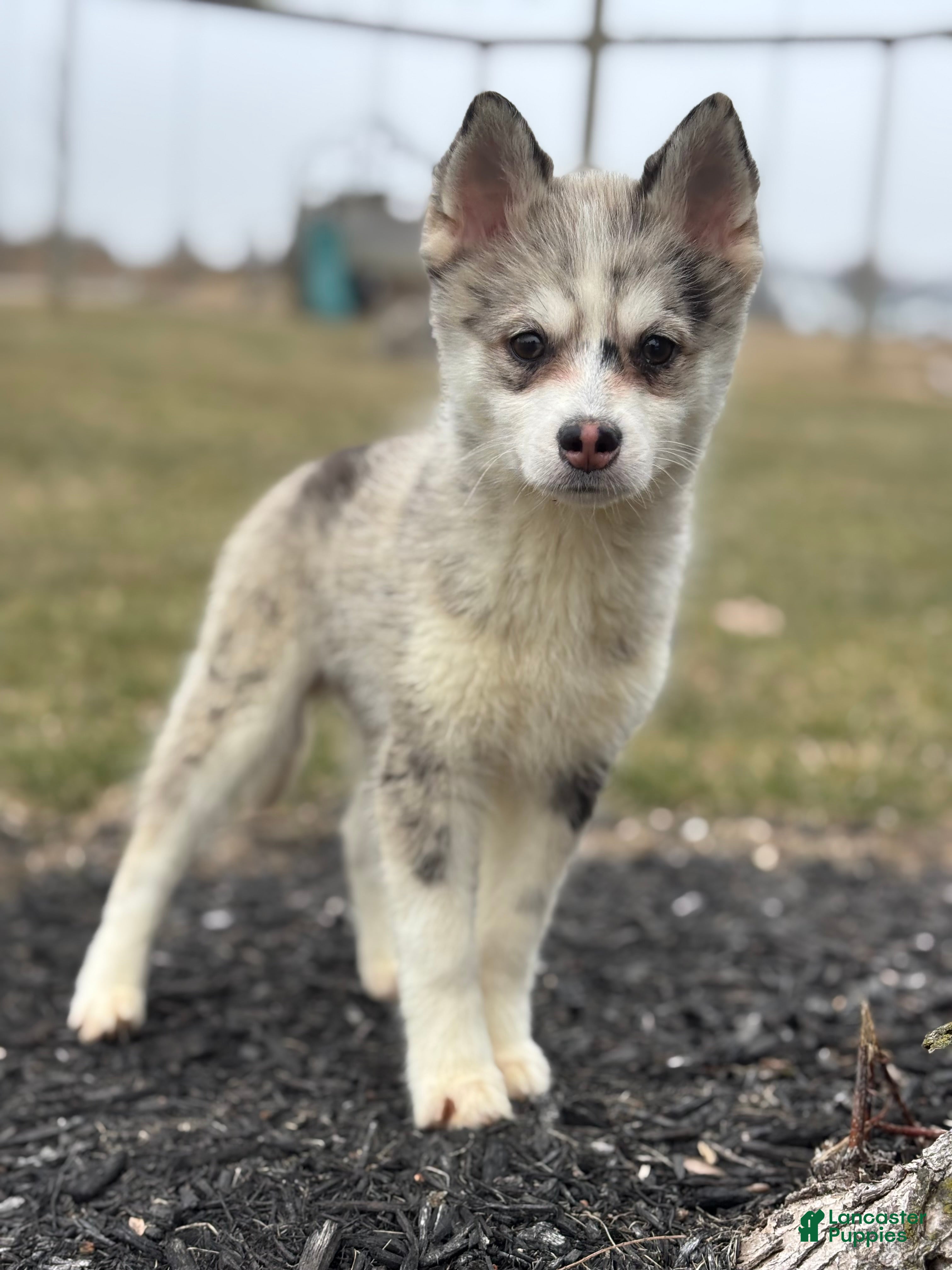 Pomsky dogs Timothy - Ad 1