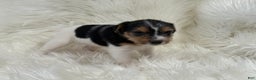Jack Russell Terrier dogs for sale: Ruger  Puppy 6 - Ad 3