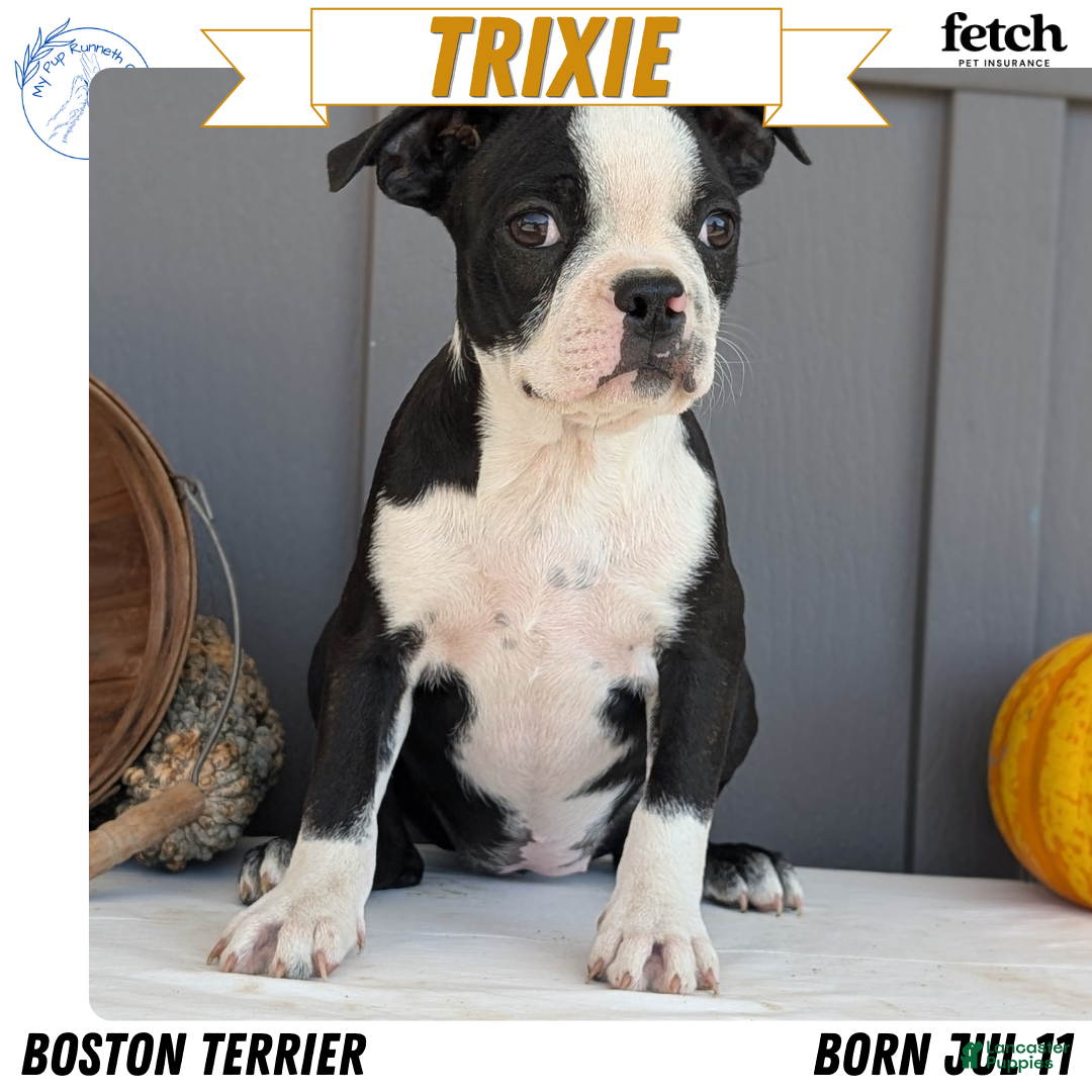 Boston Terrier dogs for sale: Trixie - Ad 1