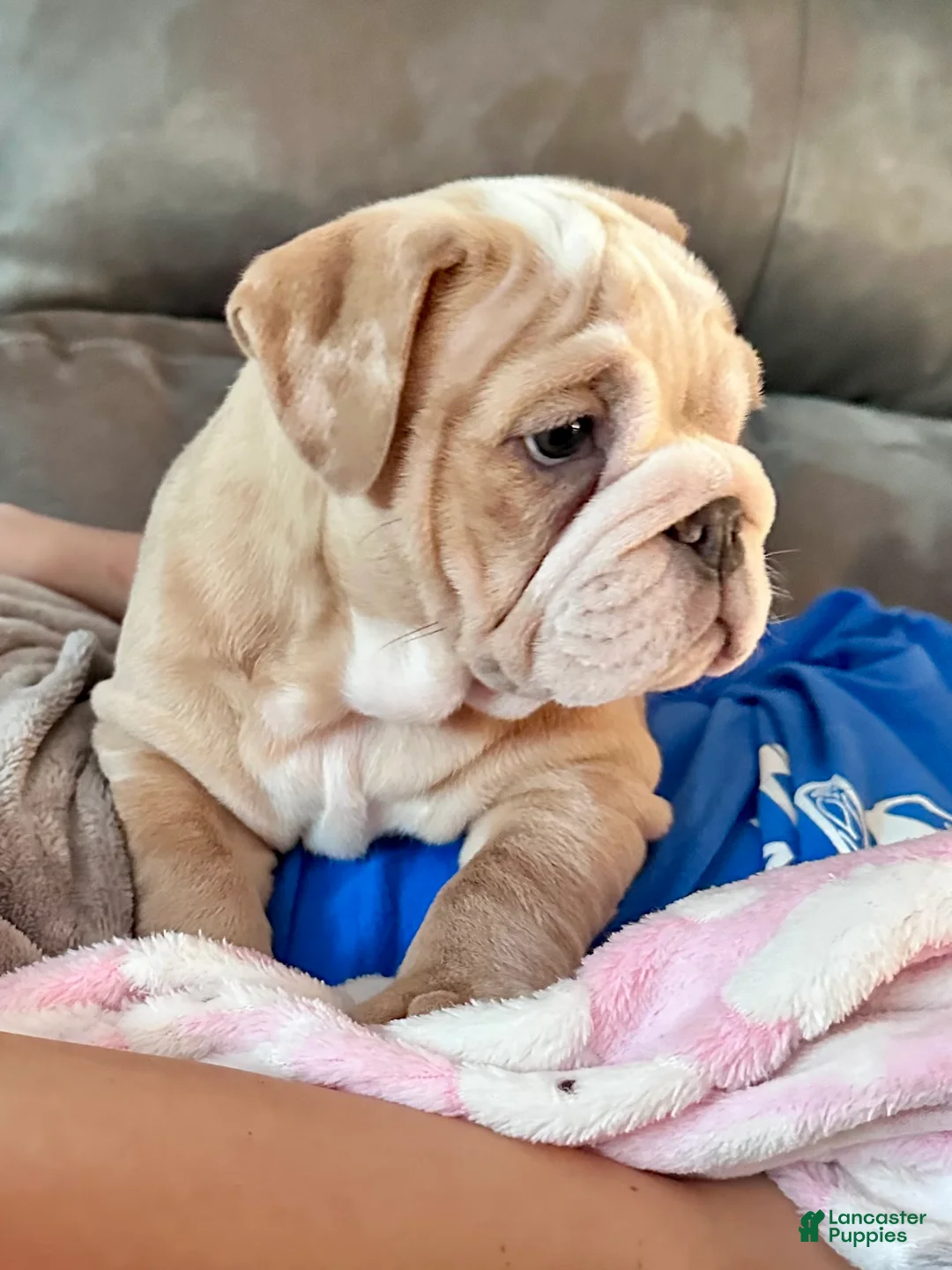 English Bulldog dogs for sale: Winnie - Ad 5