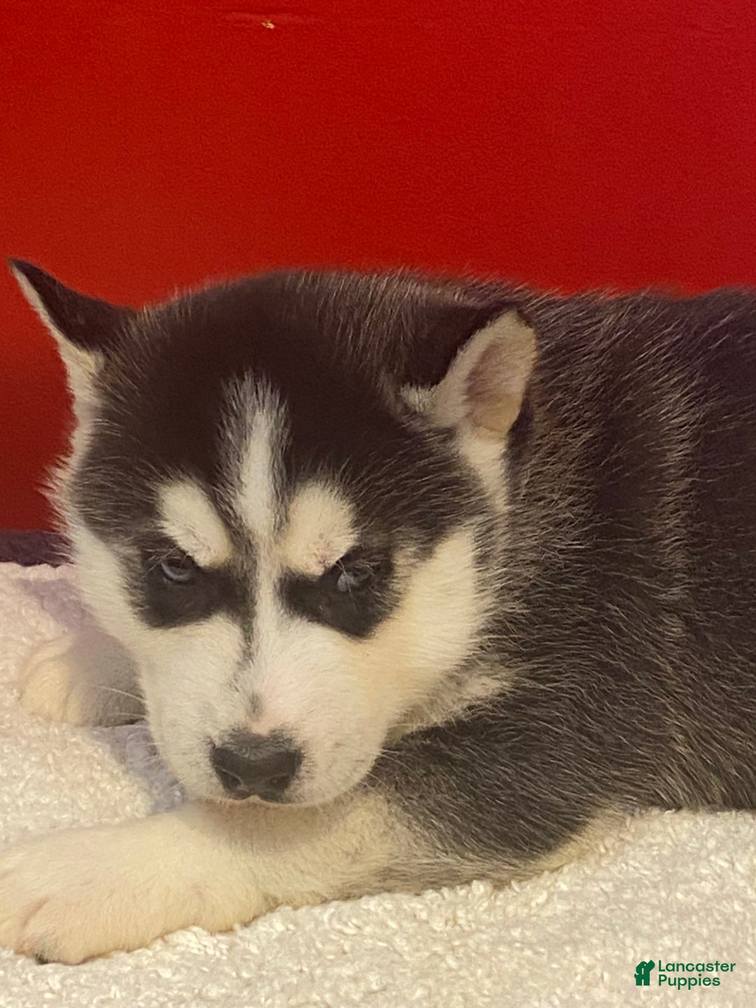 Siberian Husky dogs for sale: Oscar - Ad 1