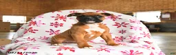 Boxer dogs for sale: Melody - Ad 1