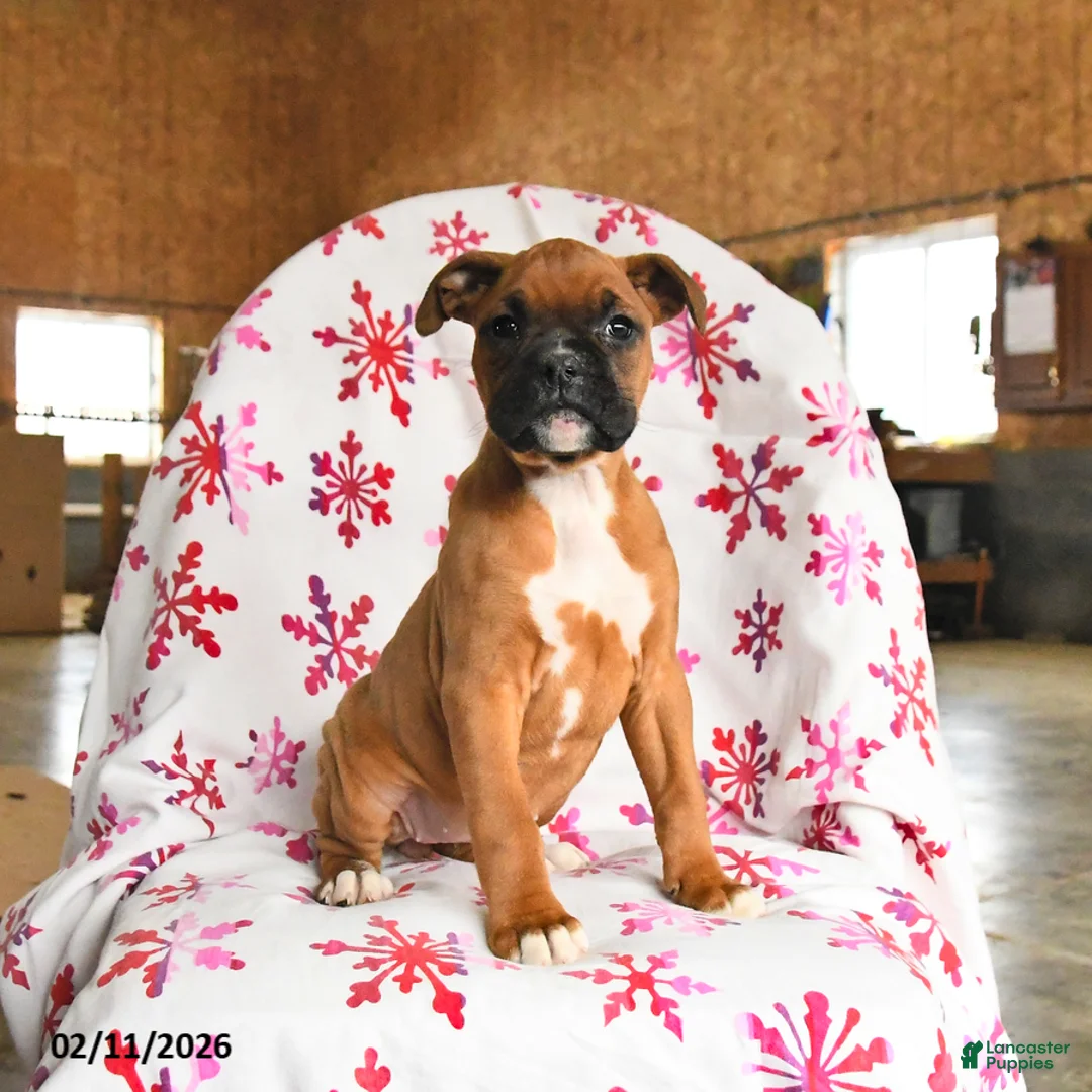 Boxer dogs for sale: Melody - Ad 1