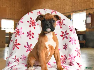 Boxer dogs Melody - Ad 27