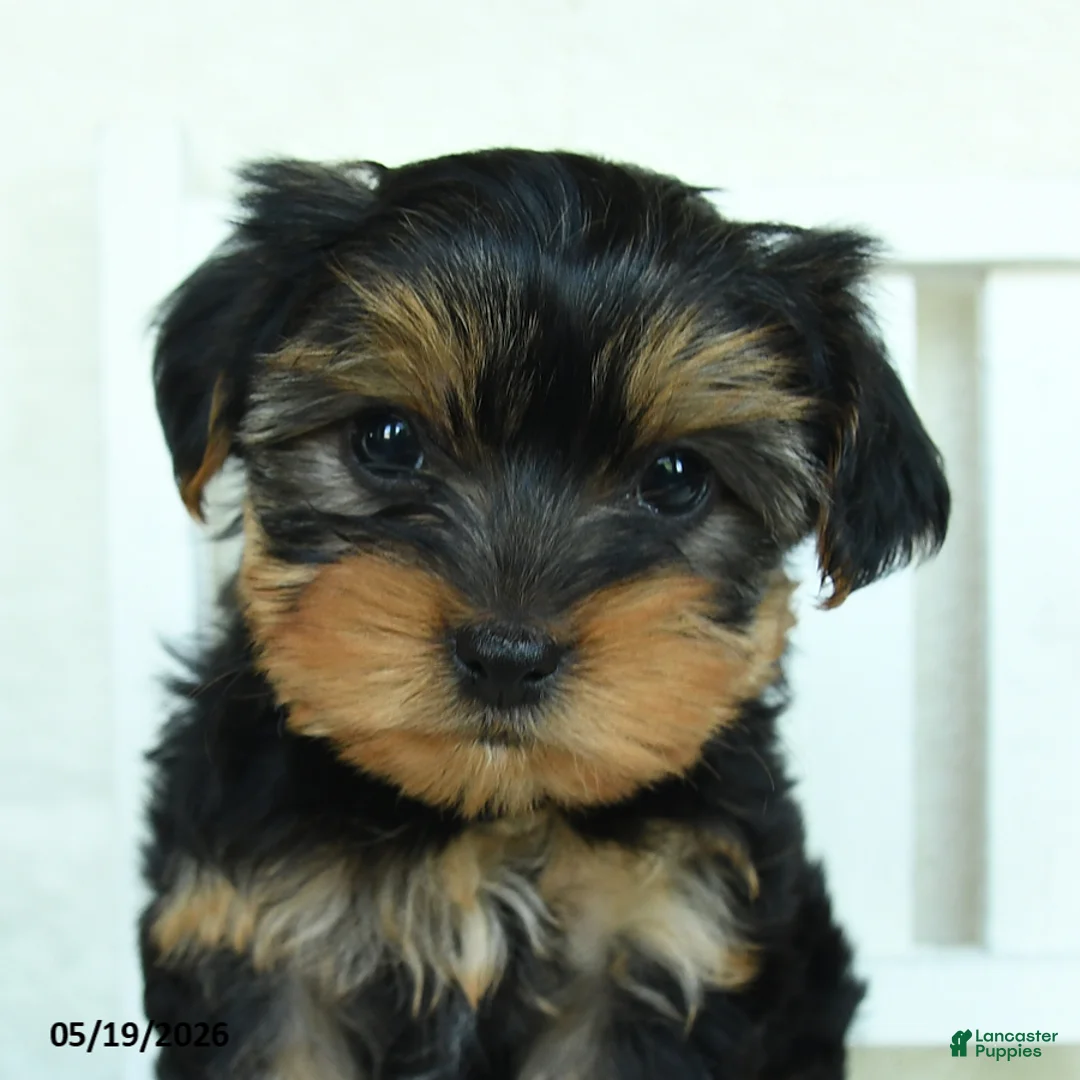 Yorkshire Terrier dogs for sale: Barry - Ad 5