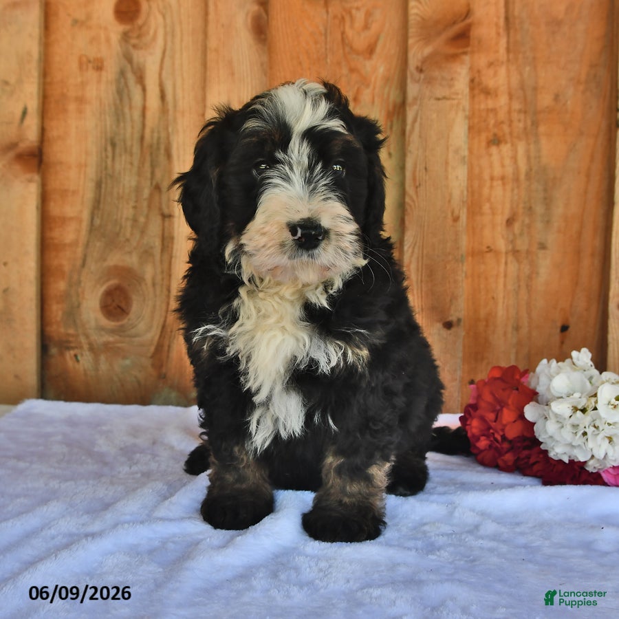 Bernedoodle dogs Cyrus - Ad 1