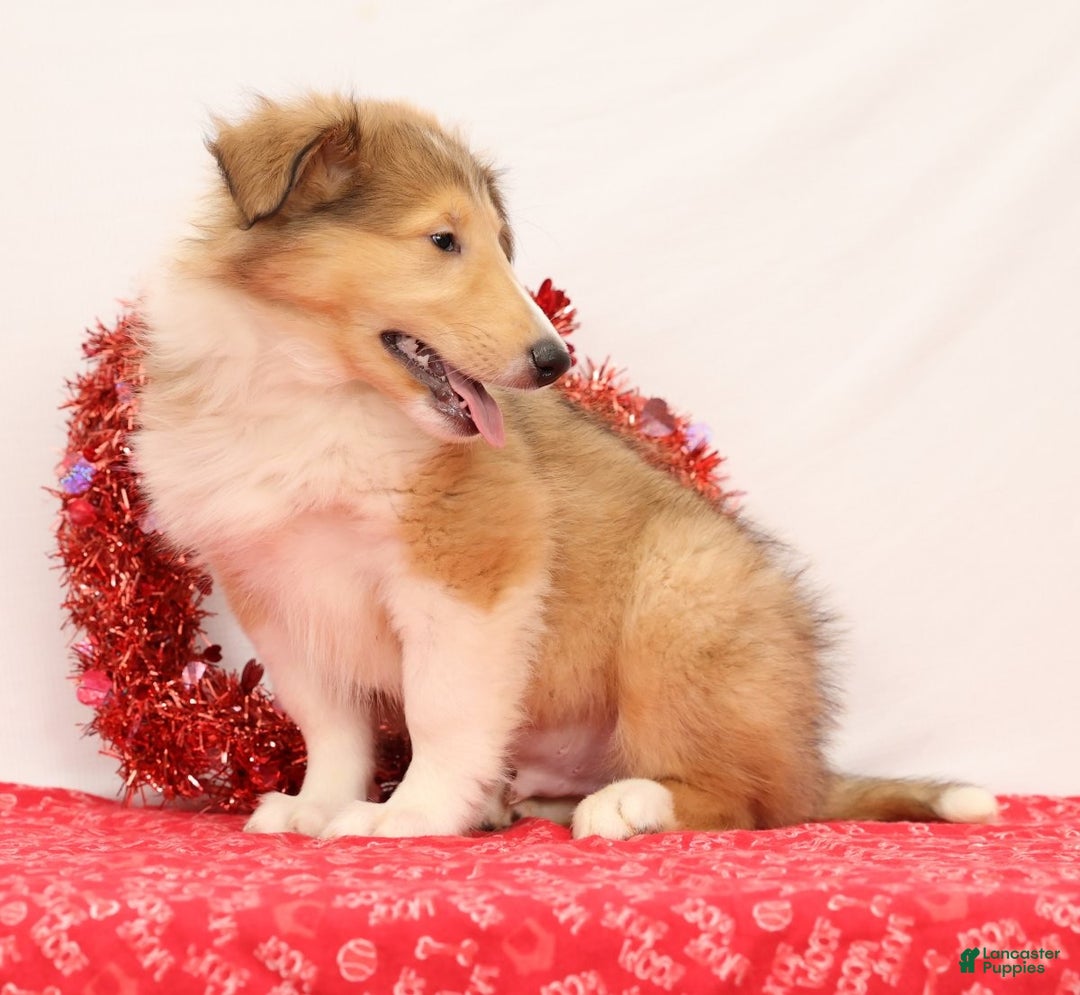 Collie dogs for sale: Newton - Ad 4