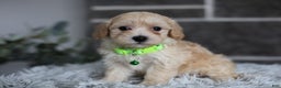 Maltipoo dogs for sale: Sawyer - Ad 11