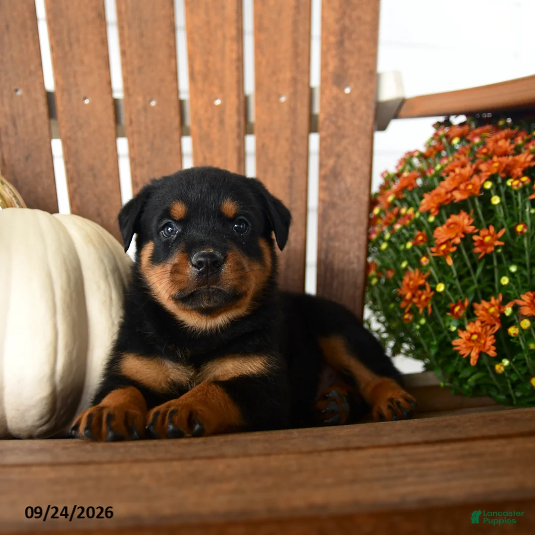 Rottweiler dogs for sale: Parker  - Ad 1