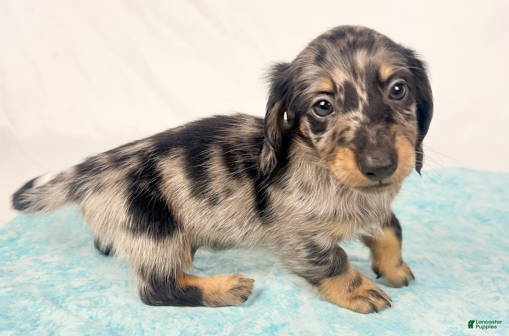 Miniature Dachshund dogs Strawberry - Ad 31