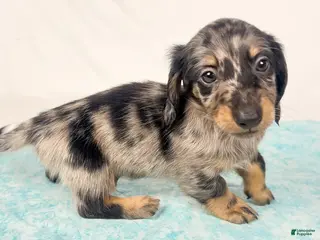 Miniature Dachshund dogs Strawberry - Ad 31