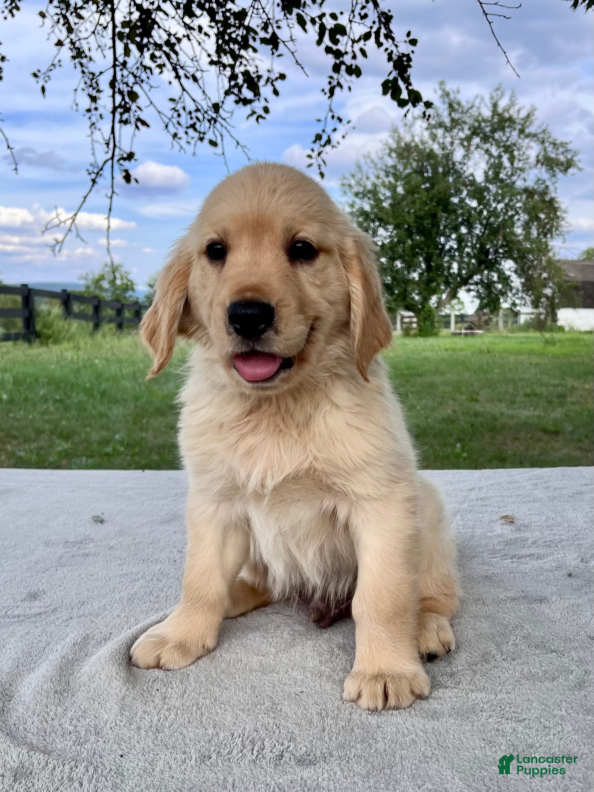 Golden Retriever dogs Graham - Ad 2