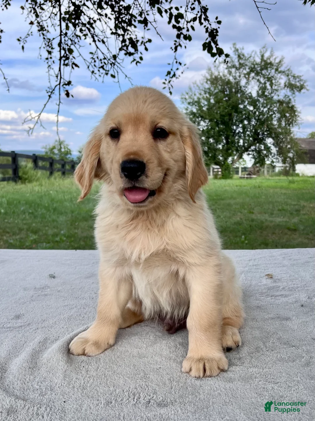 Golden Retriever dogs for sale: Graham - Ad 2