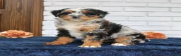 Mini Bernedoodle dogs for sale: Kobe  - Ad 1