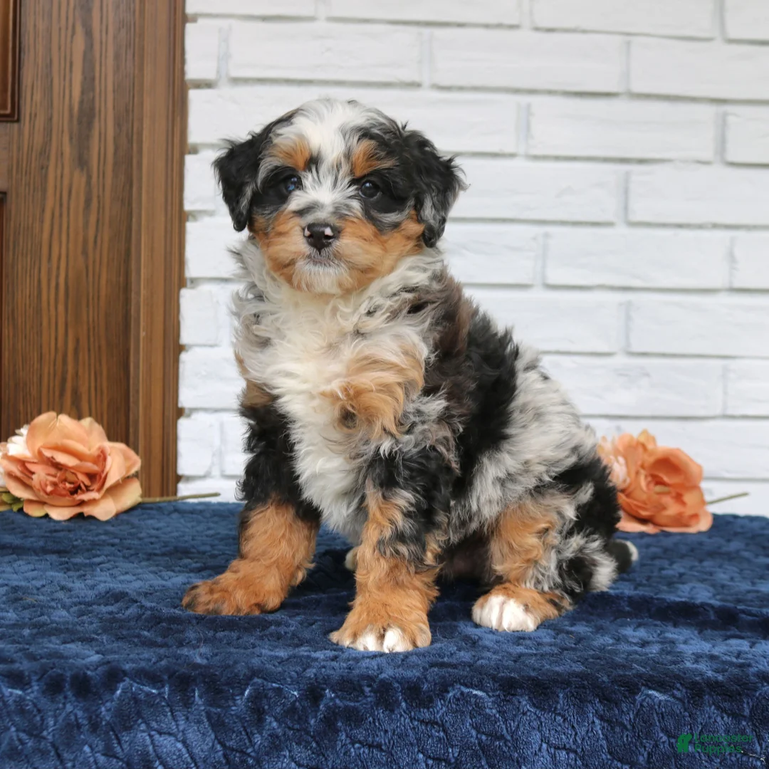 Mini Bernedoodle dogs for sale: Kobe  - Ad 1