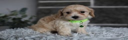 Maltipoo dogs for sale: Sawyer - Ad 8