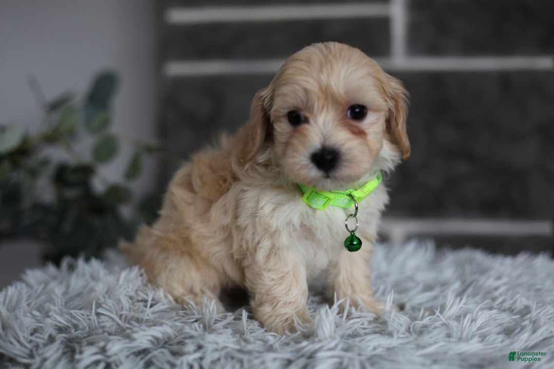 Maltipoo dogs for sale: Sawyer - Ad 8