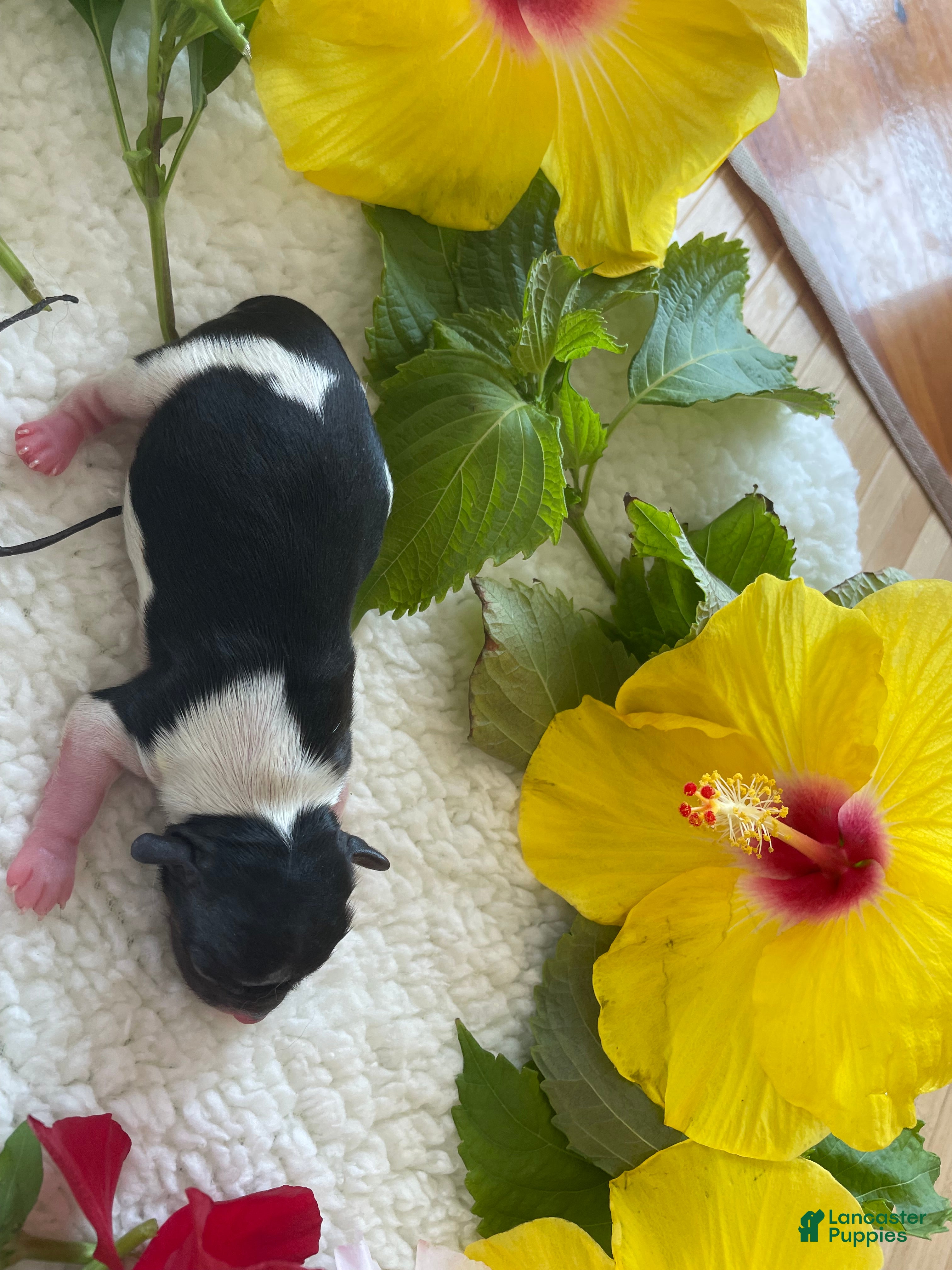 Biewer Terrier dogs for sale: Biewer Terrier 5. Lilly - Ad 1