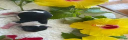 Biewer Terrier dogs for sale: Biewer Terrier 5. Lilly - Ad 1