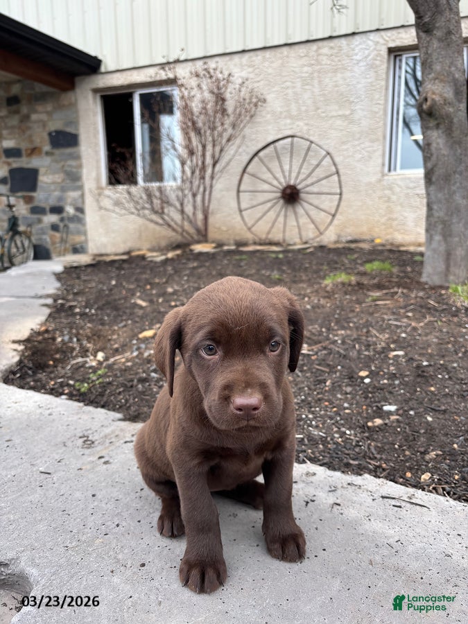 Labrador Retriever dogs Ginny - Ad 1