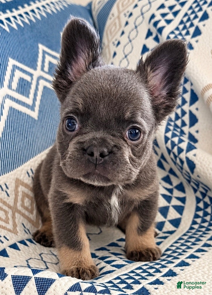 French Bulldog dogs for sale: Stella - Ad 1